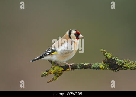 Chardonneret (Carduelis carduelis) perché sur branche, Warwickshire, Royaume-Uni, février. Banque D'Images