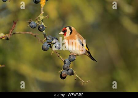 Chardonneret (Carduelis carduelis) perché sur prunellier prunelles (Prunus spinosa), Warwickshire, Royaume-Uni, décembre. Banque D'Images