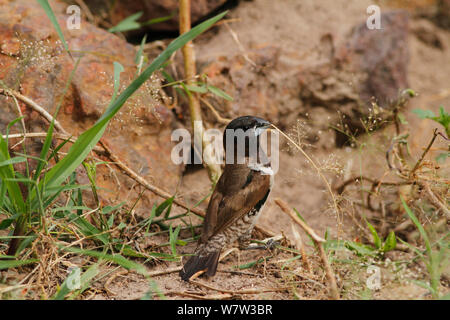 Bronze Mannikin (Lonchura cucullata) à matériel de nidification dans les jardins de l'hôtel, Gambie, Afrique de l'Ouest. Banque D'Images