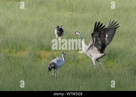 Mennis, une grue eurasienne / commune (Grus grus) publié par le grand projet de la grue sur le Somerset Levels, danser près de deux autres oiseaux de parution, elle et Wendy, sur le marais, Gloucestershire, Royaume-Uni, octobre 2013. Banque D'Images