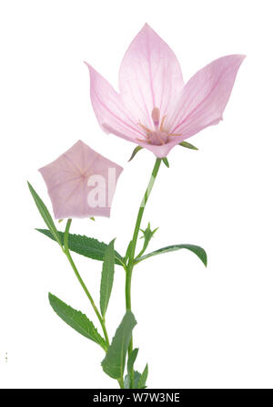 Fleurs Platycodon grandiflorus isolé sur fond blanc Banque D'Images