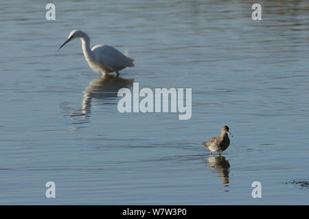 Chevalier arlequin (Tringa totanus) près d'une aigrette garzette (Egretta garzetta), Rutland Water, Rutland, UK, novembre. Banque D'Images