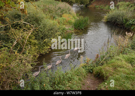 Cinq cygne muet cygnets (Cygnus olor) piscine en ligne sur la rivière Avon, près de Lacock, Wiltshire, septembre. Banque D'Images