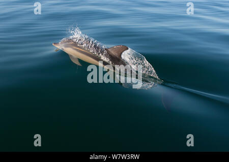 Dauphin commun (Delphinus delphis) surfacing, océan Atlantique, Portugal, septembre. Banque D'Images