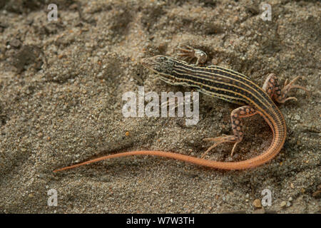 Tortue-footed Acanthodactylus erythrurus (lézard) mineur, le Portugal. Endémique à la péninsule ibérique. Banque D'Images