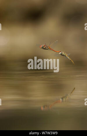 Red-winged / rouge-vert veiné Libellule Sympetrum fonscolombii () ponte dans petit lac, Portugal, septembre. Banque D'Images