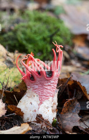 Étoile de champignon (Aseroe rubra) Surrey, Angleterre, Royaume-Uni, novembre. Banque D'Images