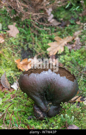 (Lycoperdon utriforme Vesse-mosaïque) Surrey, Angleterre, Royaume-Uni, décembre. Banque D'Images