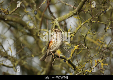 Redwing (Turdus iliacus) assis sur prunellier, Warwickshire, Angleterre, Royaume-Uni, janvier. Banque D'Images