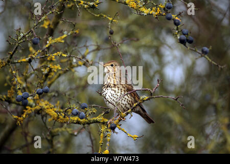 Grive musicienne (Turdus philomelos) assis sur prunellier manger prunelle, Warwickshire, Angleterre, Royaume-Uni, janvier. Banque D'Images