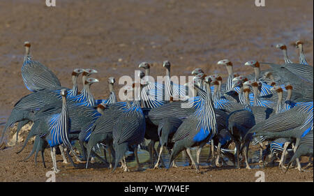 Pintade Vulturine Acryllium vulturinum (troupeau), Kenya. Banque D'Images