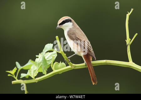 Migratrice (Lanius isabellinus Turkestan phoenicuroides) perchés dans bush, Oman, septembre Banque D'Images