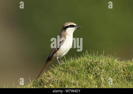 Migratrice (Lanius isabellinus Turkestan phoenicuroides) on grassy hill, Oman, avril Banque D'Images