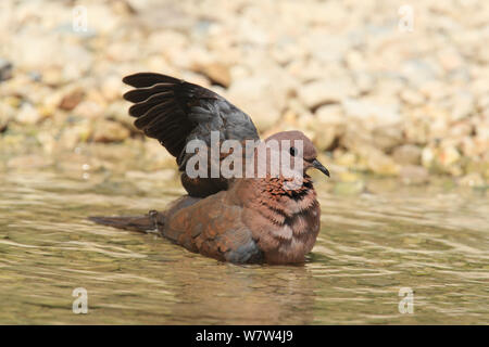 Laughing dove (Streptopelia senegalensis) dans l'eau, aile, Oman, septembre Banque D'Images