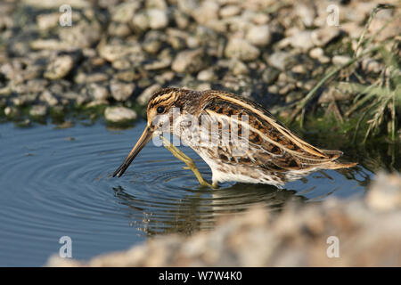 Jack snipe (Lymnocryptes minima) grattage, Oman, novembre Banque D'Images