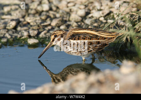 Jack snipe (Lymnocryptes minima) dans l'eau d'alimentation, d'Oman, novembre Banque D'Images