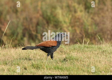 Coucal Centropus sinensis (plus) sur le sol, Thaïlande, février Banque D'Images