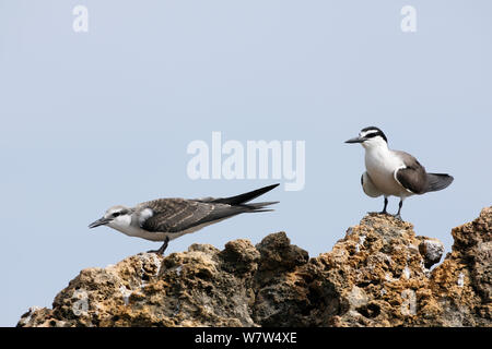 Sterne bridée (Sterna anaethetus) adulte et juvénile, Oman, septembre Banque D'Images