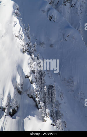 Sapin de Nordmann (Abies nordmanniana) sont couverts de neige, près de la Pierre Saint Martin, dans l'Ouest de montagnes du Caucase, Russie, mars 2013. Banque D'Images