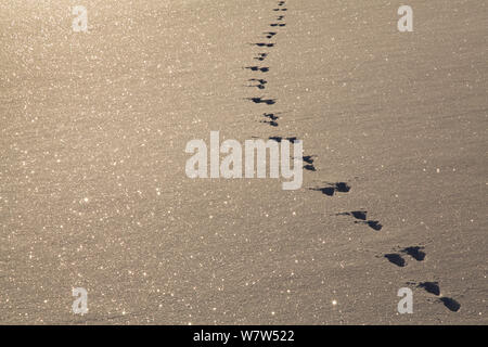 Lièvre d'Europe (Lepus europaeus) pistes, Kavkazsky Zapovednik, montagnes du Caucase de l'ouest, Adygea, Russie, mars. Banque D'Images