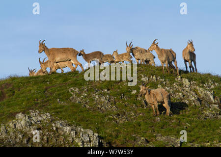 Tur du Caucase de l'Ouest (Capra caucasica), troupeau, Kavkazsky Abago Zapovednik, Russie, juillet. Banque D'Images