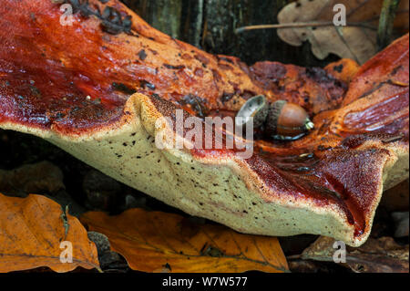 Près d'un champignon Fistulina hepatica (Beefsteak), montrant le dessous, en Belgique, en octobre. Banque D'Images