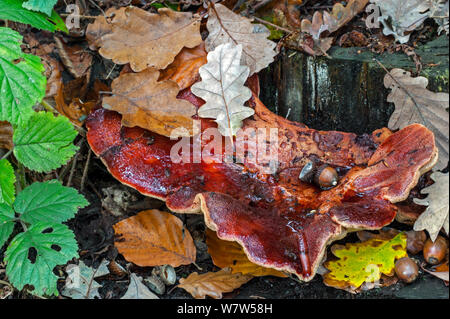 Champignon Fistulina hepatica (Beefsteak), poussant sur un tronc d'arbre, Belgique, octobre. Banque D'Images