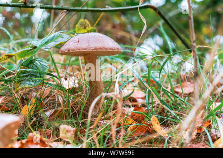 Champignons comestibles dans la forêt d'automne, dans la forêt de champignons Borovik Banque D'Images