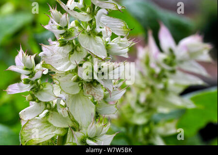 Close up de la sauge sclarée (Salvia sclarea) en fleur, originaire de la Méditerranée du nord, juin. Banque D'Images