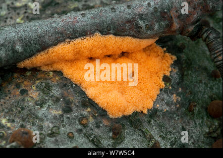 Myxomycète (Dictydiaethalium plumbeum) et le hêtre (woodwart Hypoxylon fragiforme) croissant sur une branche, Belgique, octobre. Banque D'Images