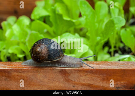 Helix aspersa (escargot) par un potager, Belgique, juillet. Banque D'Images