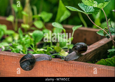 Jardin escargots (Helix aspersa) par un potager, Belgique, juillet. Banque D'Images