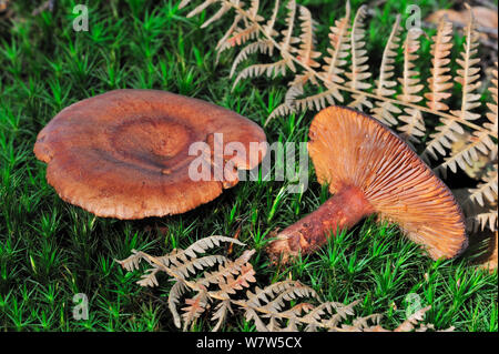 Chêne (milkcaps Lactarius quietus), Belgique, octobre Banque D'Images