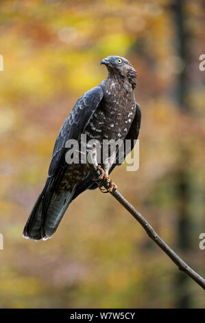 Miel européen (buzzard Pernis apivorus) dans une forêt, en Allemagne, en octobre. En captivité. Composite numérique. Banque D'Images