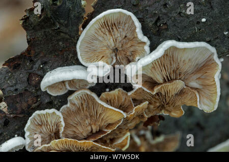 Vue montrant le dessous et les branchies d'un porecrust commun (Schizophyllum commune) croissant sur une branche, en Belgique. Banque D'Images