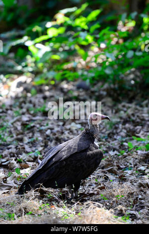 Hooded vulture Necrosyrtes monachus) (sur la masse, l'Île Orango, Guinée-Bissau, décembre 2013. Banque D'Images