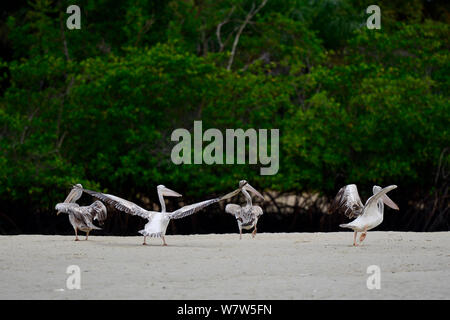 Pélican à dos rosé (Pelecanus rufescens) Orango Island, de la Guinée-Bissau, décembre 2013. Banque D'Images