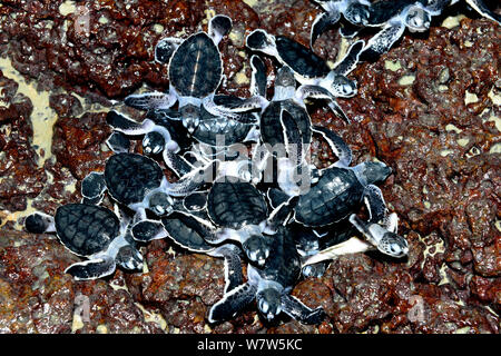 Les petites tortues vertes (Chelonia mydas) faire leur chemin à travers les rochers de la mer, l'île de Poilao, la Guinée-Bissau. Banque D'Images
