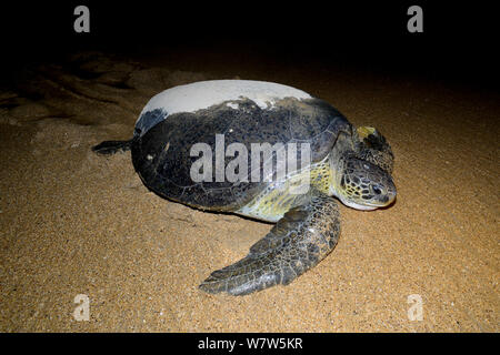 La tortue verte (Chelonia mydas) femelle sur son chemin de retour de la plage à la mer après la ponte des œufs. L'île de Poilao, la Guinée-Bissau. Banque D'Images