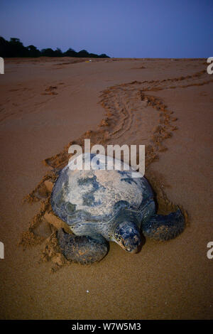 La tortue verte (Chelonia mydas) femelle sur son chemin de retour de la plage à la mer après la ponte des œufs. L'île de Poilao, la Guinée-Bissau. Banque D'Images