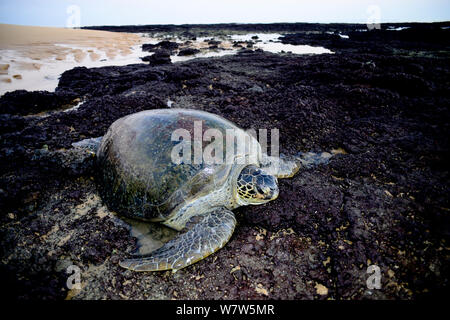 La tortue verte (Chelonia mydas) femelle sur son chemin de retour de la plage à la mer après la ponte des œufs. L'île de Poilao, la Guinée-Bissau. Banque D'Images