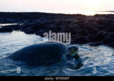 La tortue verte (Chelonia mydas) femmes faisant son chemin sur de plage pour pondre des œufs. L'île de Poilao, la Guinée-Bissau. Banque D'Images