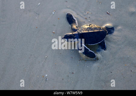 La tortue verte (Chelonia mydas), la tortue de faire son chemin vers la mer à partir de la plage, l'île de Poilao, la Guinée-Bissau. Banque D'Images