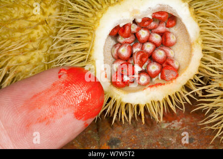 Graines Achiote (Bixa orellana) montrant le colorant rocou qu'ils produisent sur le doigt, l'Amérique du Sud, novembre. Banque D'Images