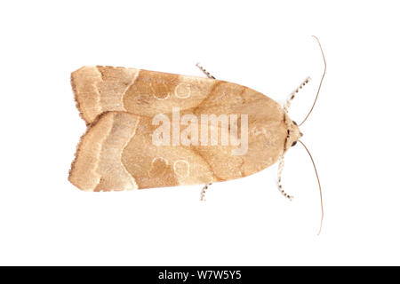 Bordé de vastes ailes jaune (Noctua fimbriata) Femme, photographié en studio mobile sur un fond blanc. Surrey, UK. En août. Banque D'Images