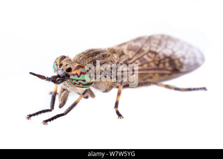 Cleg Fly / taon (Haematopota pluvialis), photographié sur un fond blanc dans champ mobile studio. Normandie, France. Juillet. Banque D'Images