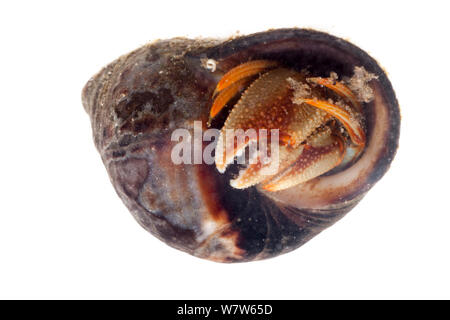 L'Ermite commun (Pagurus bernhardus) dans la coquille de bigorneau Littorina littorea (comestibles). Photographié sur un fond blanc dans champ mobile studio. Northumberland, Royaume-Uni. Mai. Banque D'Images