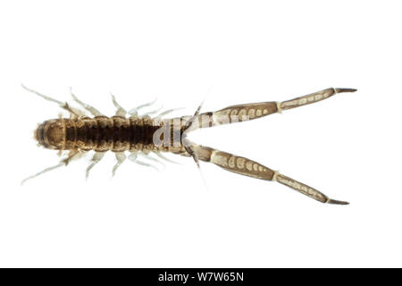 Crevettes fouisseuses (Corophium volutator) trouvés au bord de l'eau dans l'estuaire, photographié sur un fond blanc dans champ mobile studio. Weymouth, Dorset, UK. Banque D'Images