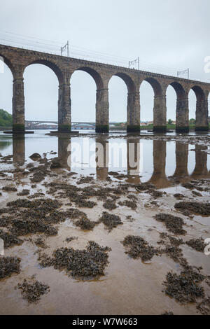 La boue estuariens exposés à marée basse sous le pont frontière royale sur la rivière Tweed, Berwick upon Tweed, Northumberland, Angleterre. Banque D'Images