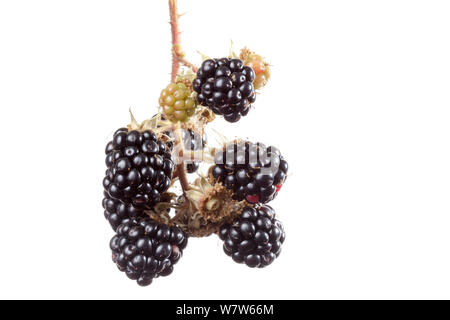 Les mûres mûres sur Bramble (Rubus plicatus) photographié en studio mobile sur un fond blanc. Royaume-uni, septembre. Banque D'Images